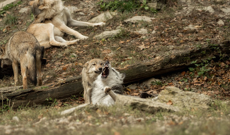 Two wolves play with each otherの写真素材