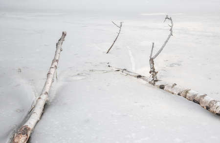 Tree branches frozen in the iceの写真素材
