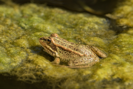 A green frog sitting in the pond full of water liliesの写真素材