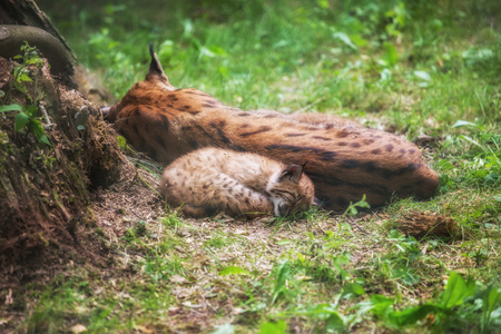 Lynx family lies in the grassの写真素材