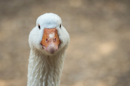 A beautiful goose looks into the cameraの写真素材