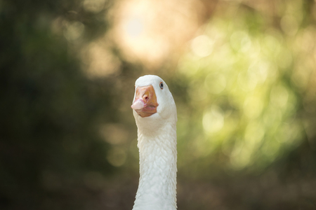A beautiful goose looks into the cameraの写真素材