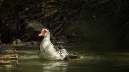 A duck cleaning in the water - one from a seriesの写真素材