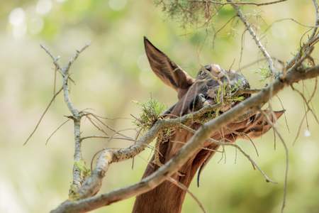A brown goat is eating leaves from a branchの写真素材