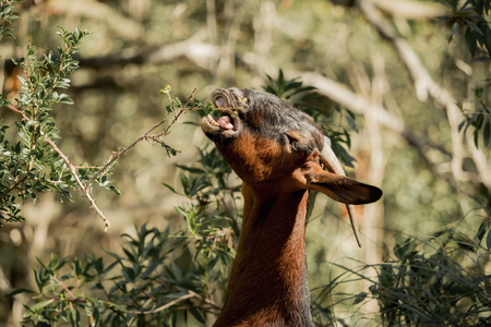 A brown goat is eating leaves from a branchの写真素材