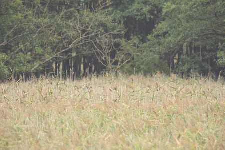 Wild meadow with forest in the background