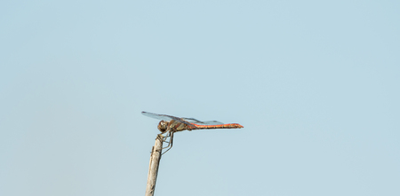 Dragonfly in the wild on a branchの写真素材