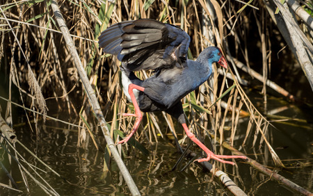 A water bird moves on branches on the waterの写真素材