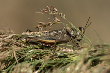 A grasshopper is sitting on a branchの写真素材