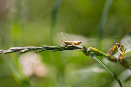 A grasshopper in the garden on a leaf