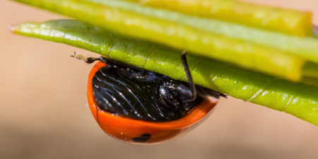 A little ladybug on a plant
