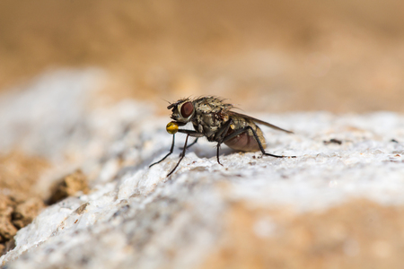 A fly in the garden on a stoneの写真素材