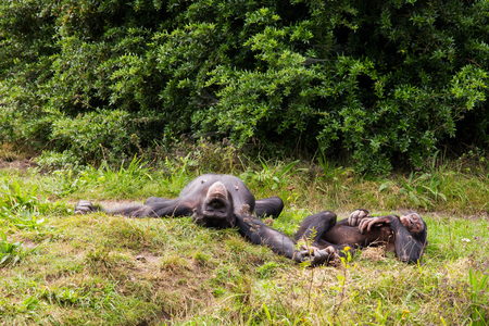 Two chimpanzees lie in the meadowの写真素材