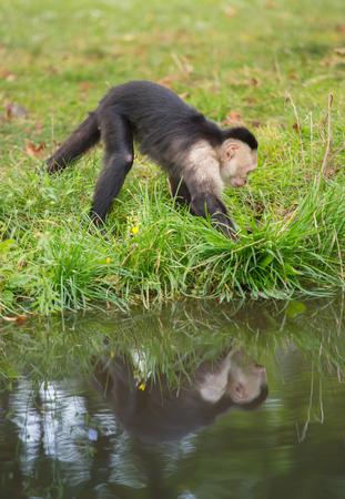 A little monkey at the riverの写真素材