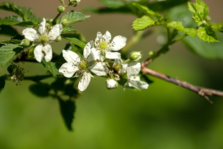 Blossoms on the branch in the sunlight