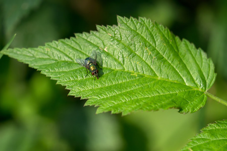 A fly sits on a green leafの写真素材