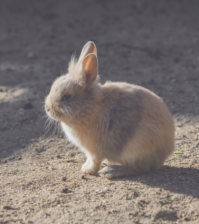 A little bunny is sitting in the sunの写真素材