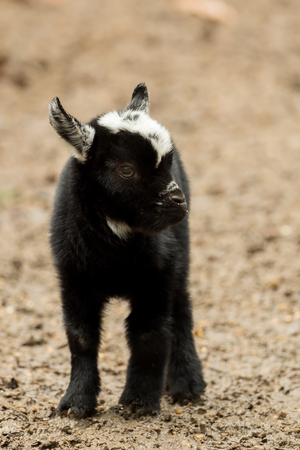 A young black and white goat stands outsideの写真素材
