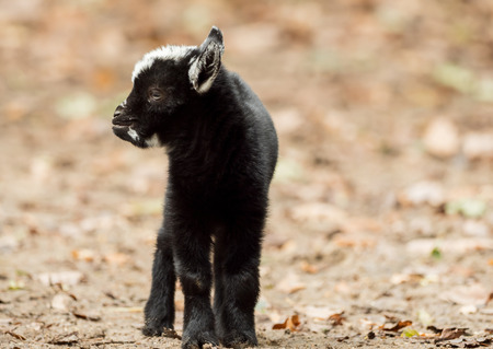A young black and white goat stands outsideの写真素材