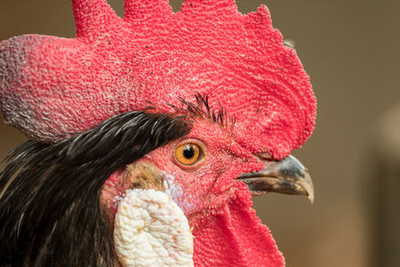 Close-up of the head of a roosterの写真素材