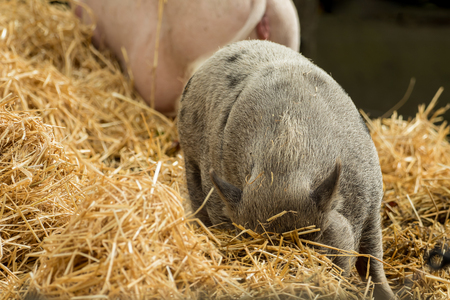 Two pigs are looking for food in the strawの写真素材