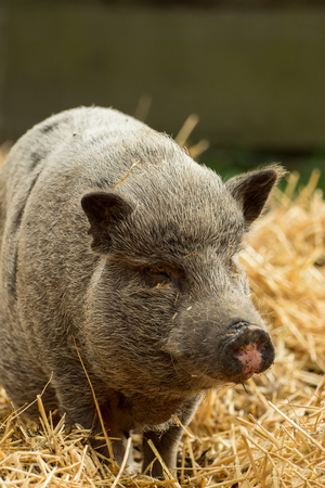 A pig stands in the middle of the strawの写真素材