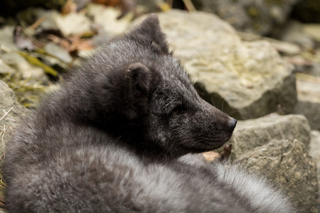 A young polar fox rests on a rockの写真素材