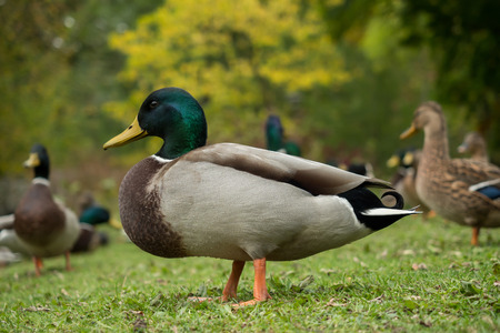 Many wild ducks out in the parkの写真素材