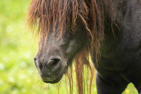Head of a horse with many fliesの写真素材