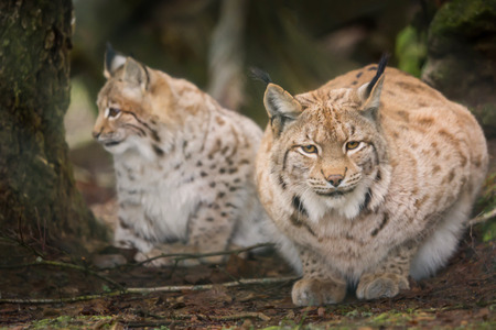 Two lynxes are waiting tensely in the forestの写真素材