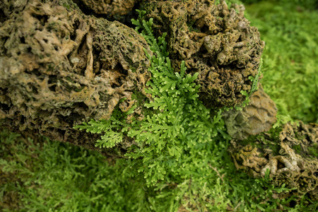 Green fern