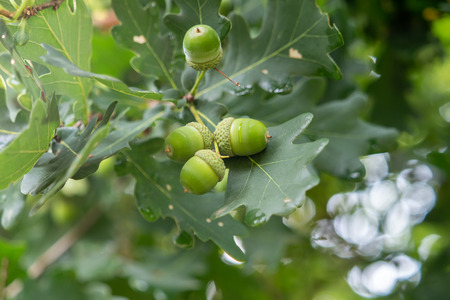 Closeup of green acorns on green leaves
