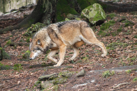 Wolves in the zoo in autumn or winter