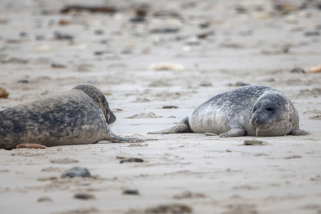 A grey seal lies on the beach on Helgolandの写真素材
