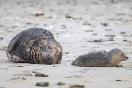 A grey seal lies on the beach on Helgolandの写真素材
