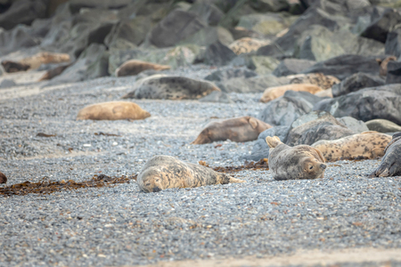 A grey seal lies on the beach on Helgolandの写真素材