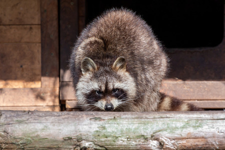 A raccoon looks straight into the cameraの写真素材