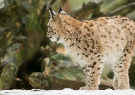 A young lynx is attentively in the forestの写真素材