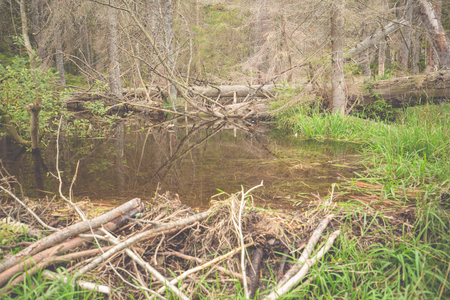 Landscape at the big Arbersee in Bavariaの写真素材