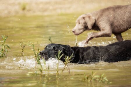 A black Labrador Retriever is playing in the waterの写真素材