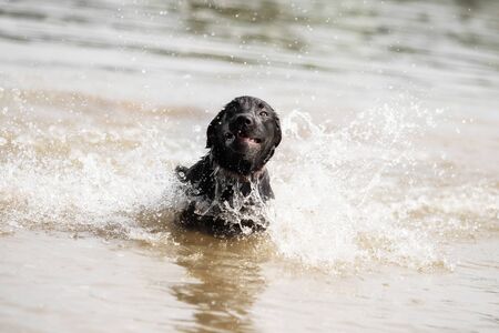 A black Labrador Retriever is playing in the waterの写真素材