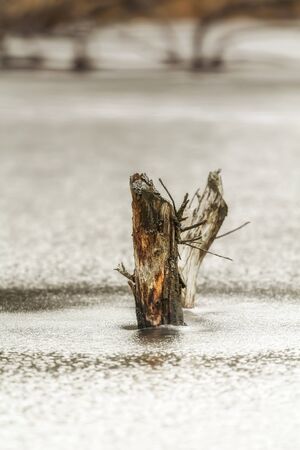 Wild landscape at a bog park in Bavariaの写真素材