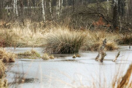 Wild landscape at a bog park in Bavariaの写真素材