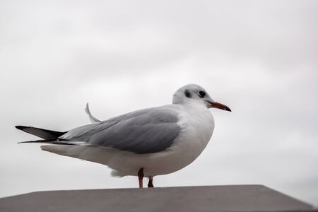 A seagull is sitting on the wallの写真素材