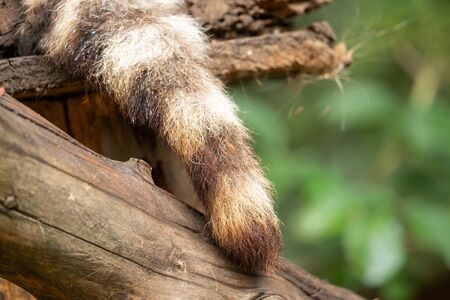 Close up tail of a raccoonの写真素材