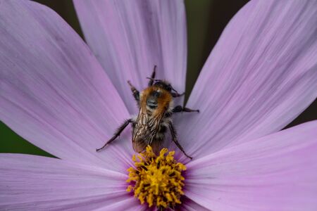 A bee full of pollen on a flower