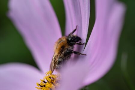 A bee full of pollen on a flowerの写真素材