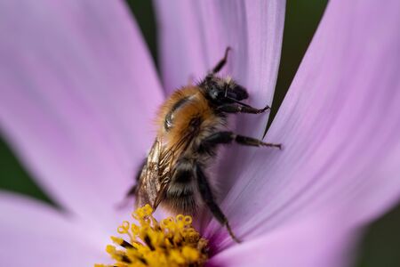 A bee full of pollen on a flowerの写真素材