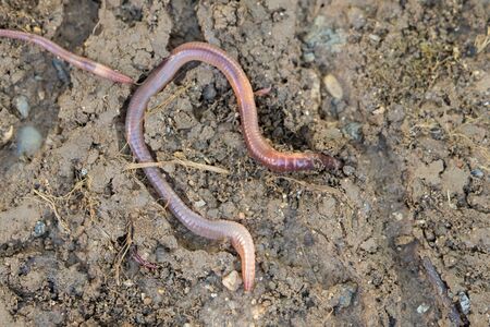 An earthworm crawls over and under the earth in the garden