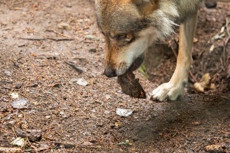 A wolf out in natureの写真素材